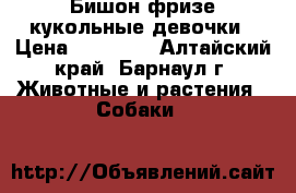 ,Бишон фризе кукольные девочки › Цена ­ 40 000 - Алтайский край, Барнаул г. Животные и растения » Собаки   